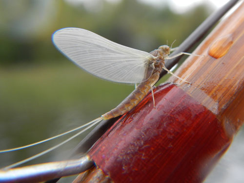 Split-cane fly rods handmade by Don Andersen